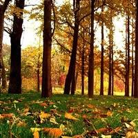 微信头像秋天风景图片