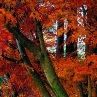 微信头像秋天风景图片