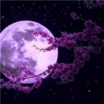 紫月亮图片头像,唯美好看